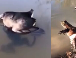 "Parece um bicho realmente guloso!", diz homem após flagrar sapo tentado engolir pato na lagoa; veja vídeo