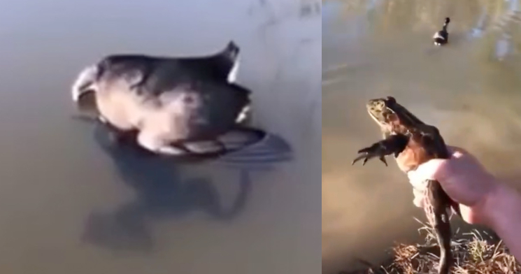 “Parece um bicho realmente guloso!”, diz homem após flagrar sapo tentado engolir pato na lagoa; veja vídeo