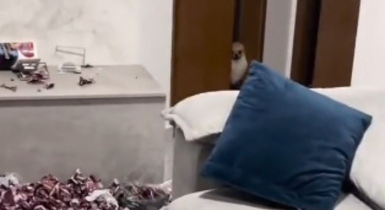 ‘É hexa!!’: cachorrinho destrói mais de R$ 800 reais de figurinhas da Copa do Mundo; veja vídeo
