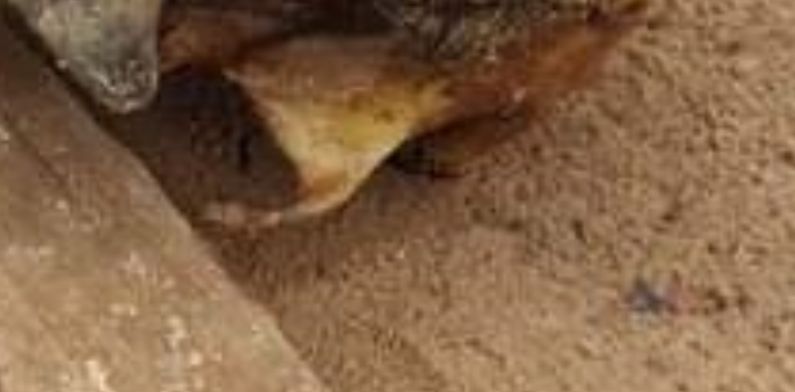 Crânio humano é encontrado embaixo de flutuante e pode ser de jovem ‘sumido’ desde janeiro; cenas fortes