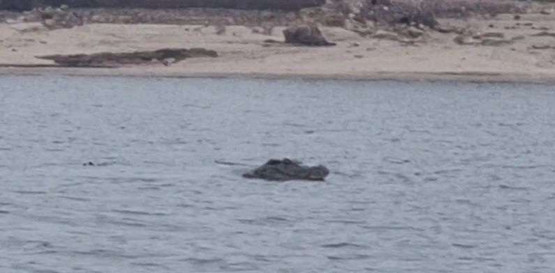 Bicho solto: jacaré aparece na praia da Ponta Negra e assusta alunas de Remo; veja vídeo
