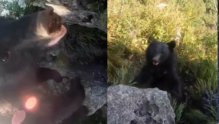 Alpinista sobrevive após lutar pela vida em ataque de urso; veja vídeo