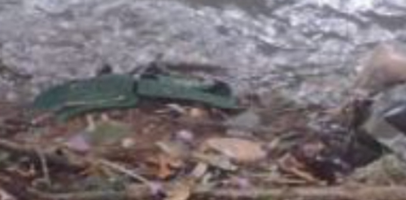 Urgente: corpo apodrecendo é encontrado ‘boiando’ em igarapé no Bilhares; cenas fortes