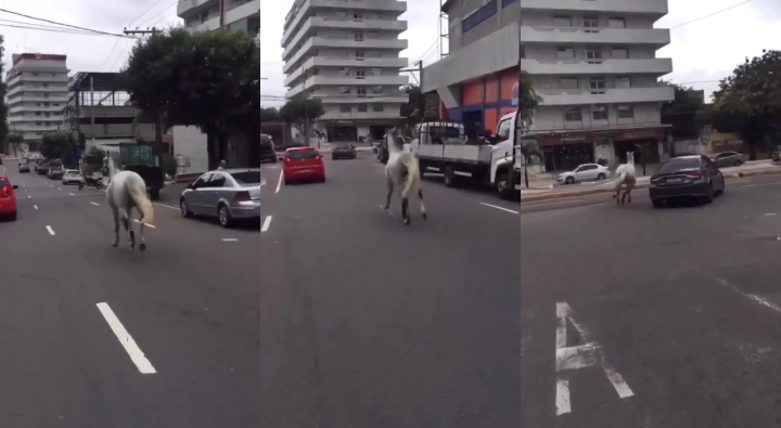 Cavalo disputa espaço entre motoristas na Boulevard, em Manaus; veja vídeo