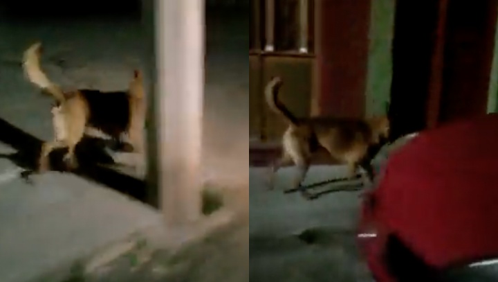 Cachorro é flagrado passeando com cabeça humana no Centro; veja vídeo