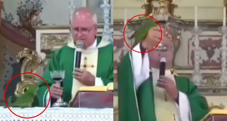 Papagaio invade missa e tenta beber vinho de padre; veja vídeo