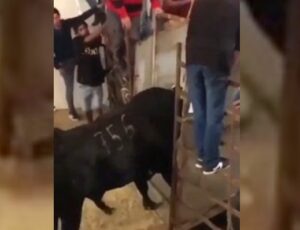 "Não mexa com quem tá quieto": homem vai parar no hospital após irritar touro