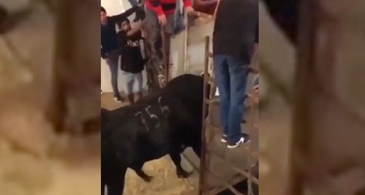 “Não mexa com quem tá quieto”: homem vai parar no hospital após irritar touro