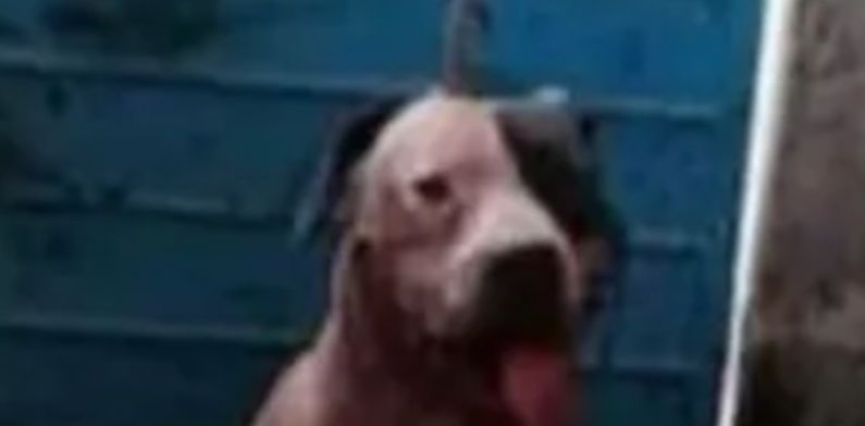 Cachorro arranca braço de ladrão em assalto e agora família do bandido quer que cão seja sacrificado