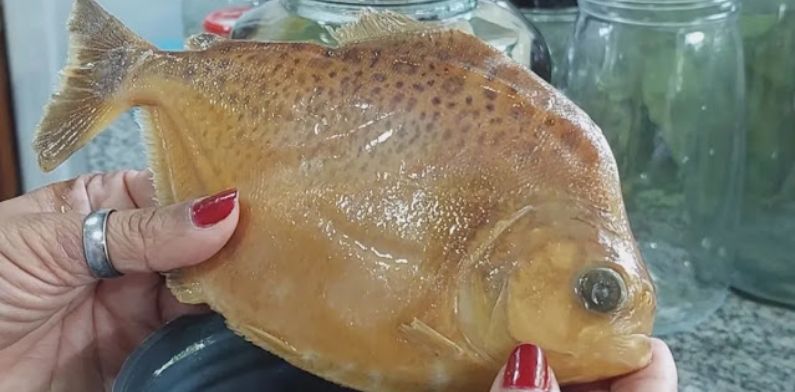 Pesquisadores descobrem piranha com ‘pintas de onça’ na Amazônia e a batizam de ‘Juma’