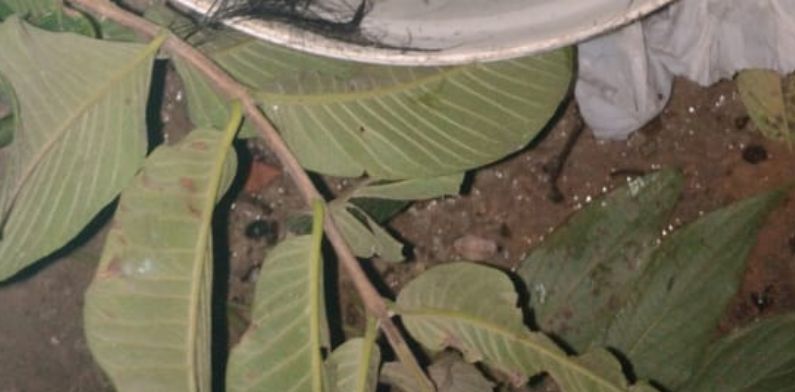 Urgente: cabeça humana é encontrada em igarapé no Jesus Me Deu; cenas fortes