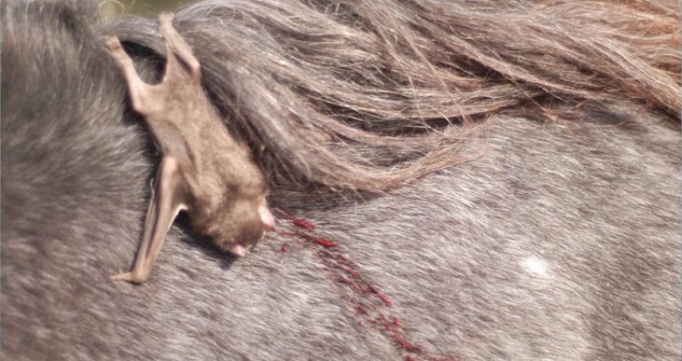 Raiva transmitida por morcegos pode estar matando gado no interior do Amazonas