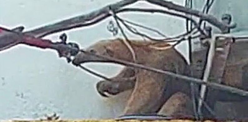Bicho solto: Tamanduá é resgatado preso em ar-condicionado na zona Sul; veja vídeo