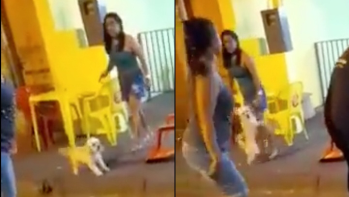 ‘Segura meu poodle’: amante leva surra com cachorro no colo ao ser flagrada com homem casado; veja vídeo
