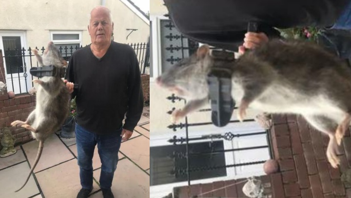 Homem se assusta ao encontrar rato gigante, do tamanho de um cachorro, em casa