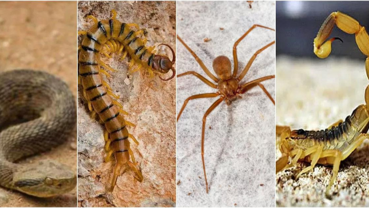 Acidentes com serpentes lideram ranking no Amazonas