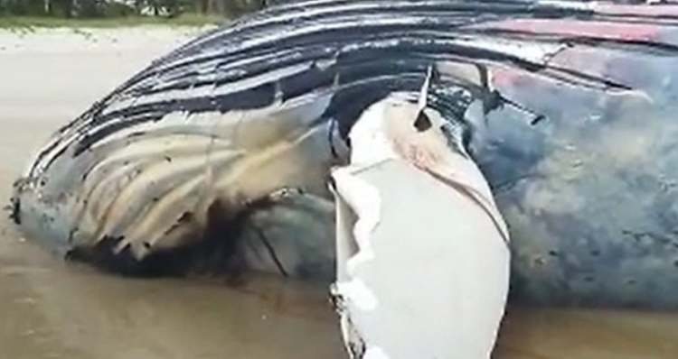 Baleia-jubarte é encontrada morta em praia brasileira e gera comoção; veja vídeo