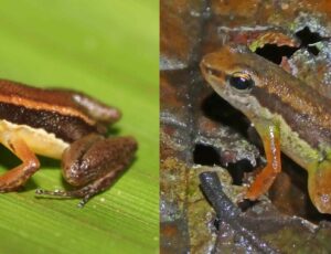 Raridades: duas novas espécies de sapos são descobertas no interior do Amazonas