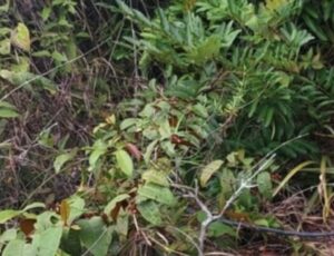 Urgente: mulher é encontrada morta com sinais de tortura em área de mata atrás do condomínio Eliza Miranda