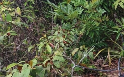 Urgente: mulher é encontrada morta com sinais de tortura em área de mata atrás do condomínio Eliza Miranda