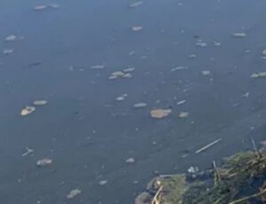 Corpo é encontrado em igarapé do bairro Nossa Senhora das Graças