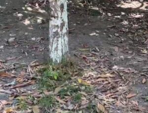 "Desconfiança fatal": criminosos matam os próprios comparsas após suspeita de emboscada