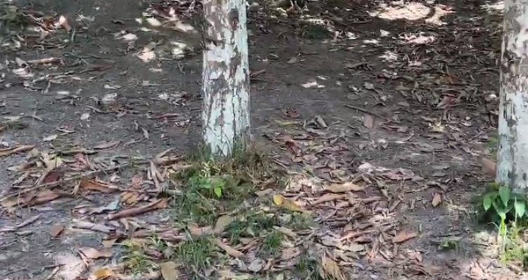 “Desconfiança fatal”: criminosos matam os próprios comparsas após suspeita de emboscada