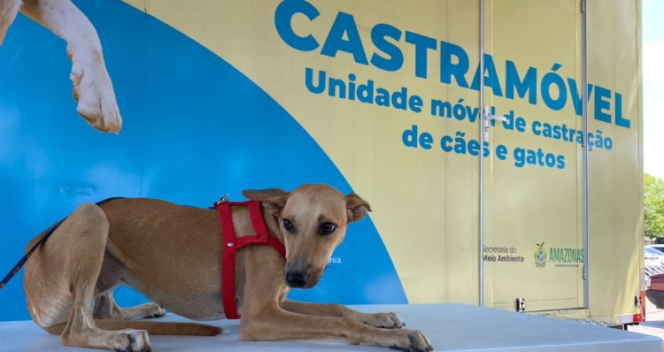 Castramóvel: mais de 10 mil cães e gatos já foram castrados no Amazonas ao longo do último ano