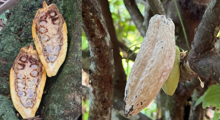 Alerta: fungo está infectando cacaus e destruindo plantações: “virou uma praga!”, diz agricultor do AM