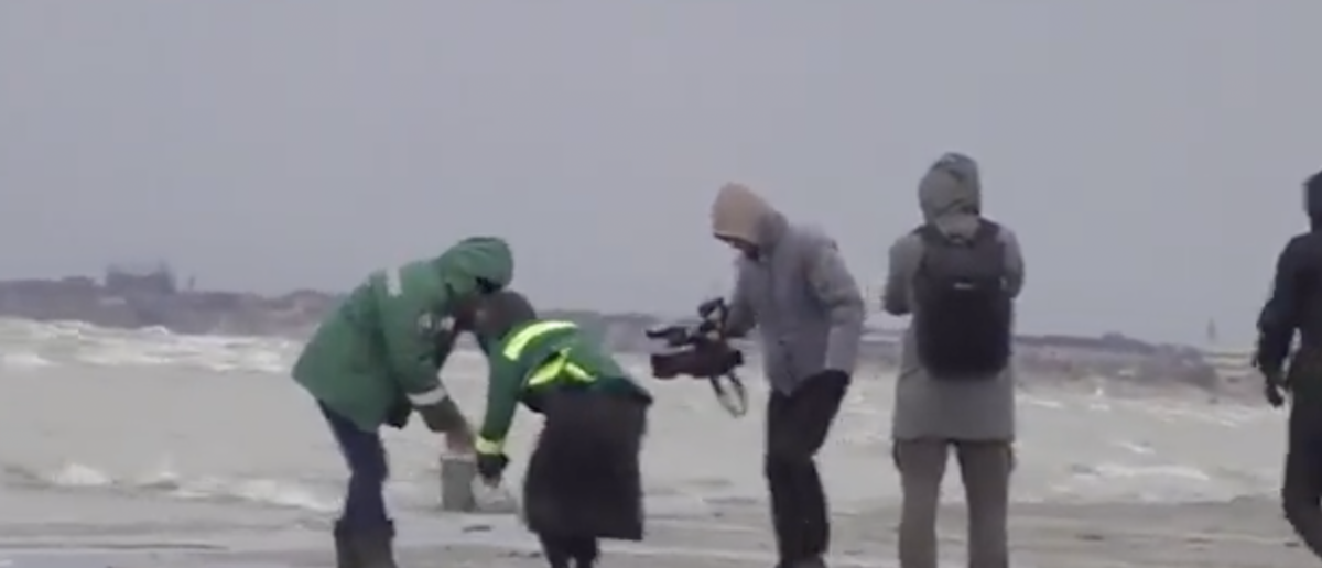 Autoridades encontram 2.500 focas mort4s nas praias do Mar Cáspio; veja vídeo