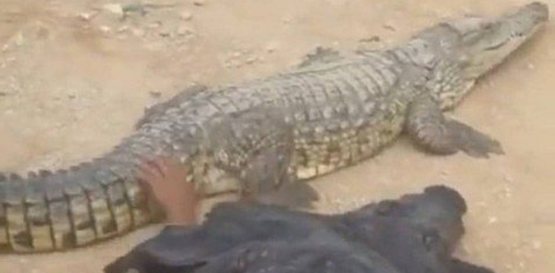 Sem medo, homem se veste de crocodilo para provocar réptil de verdade, na Índia; veja vídeo
