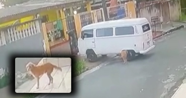 Revoltante: motorista atropel4 cachorro de propósito após ter pneu mijado em Manaus; veja vídeo