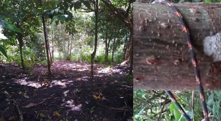 Homem sequestrado por criminosos é amarr4do pelo pescoç0 em árvore no bairro Tarumã