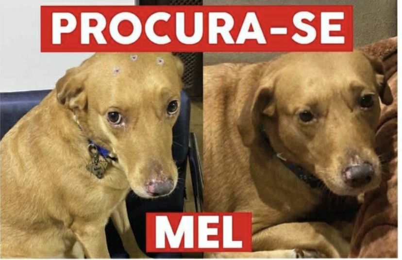 ‘Ajude a encontrar Mel’: cadela foge de clínica veterinária e família oferece recompensa em Manaus