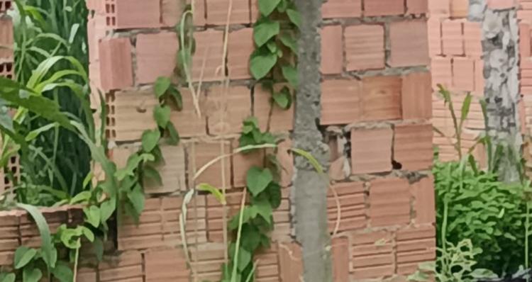 Urgente: Corp0 de homem é encontrado em construção abandonada no Colônia Terra Nova