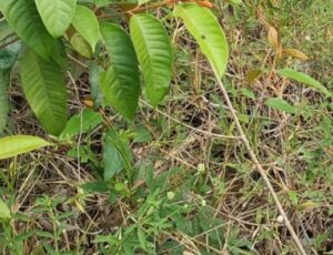 Urgente: Corp0 de homem sequestrado é encontrado cheio de insetos no Viver Melhor; veja vídeo