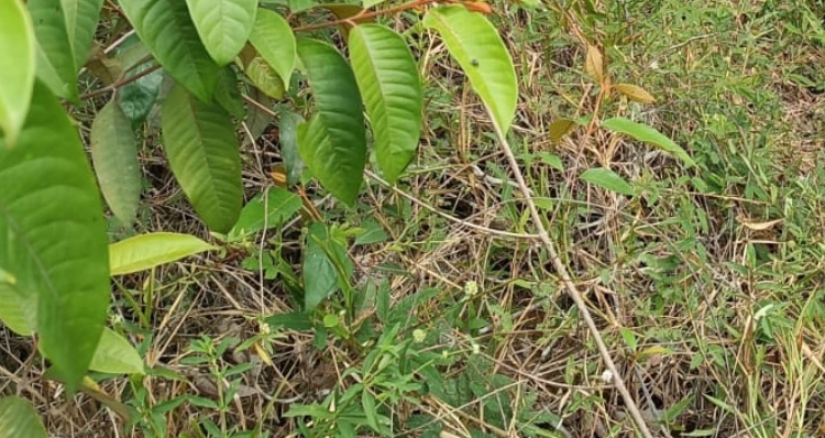 Urgente: Corp0 de homem sequestr4do é encontrado cheio de insetos no Viver Melhor; veja vídeo