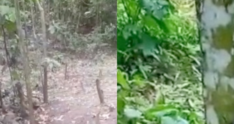 Ladrã0 de moto recebe “carinho” no meio da “selva” no bairro Mauazinho; veja vídeo