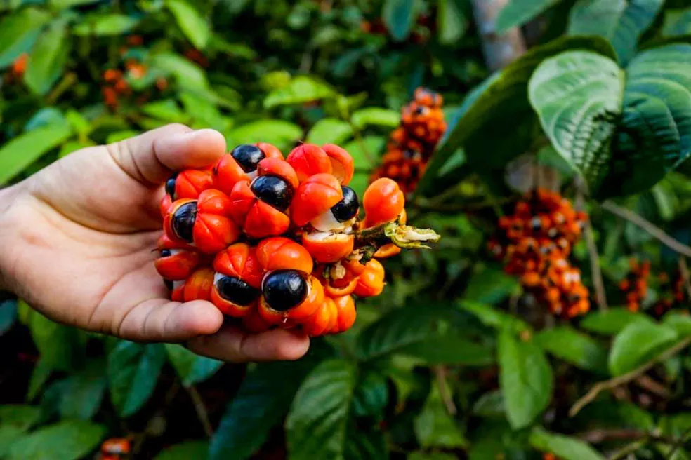 Produção de guaraná de Maués alia tradição e qualidade na Amazônia