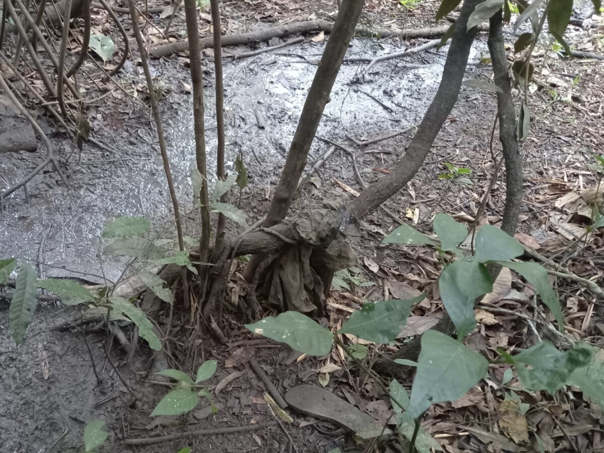 Caçador encontra corp0 em decomposição em matagal no Iranduba