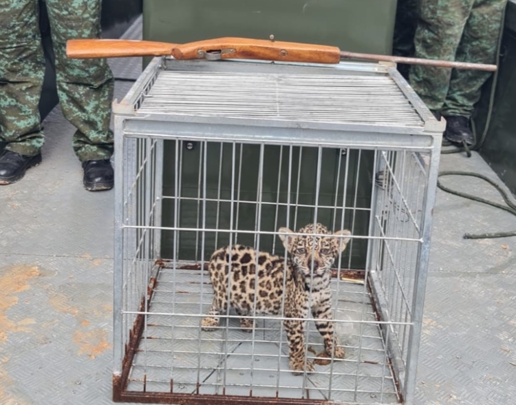 Caçador m4ta onça para tentar vender filhote por R$ 20 mil em Manaus