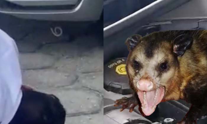 Mucura suculenta é encontrada ‘tirando onda’ dentro de HB20 de madame, em Manaus; veja vídeo