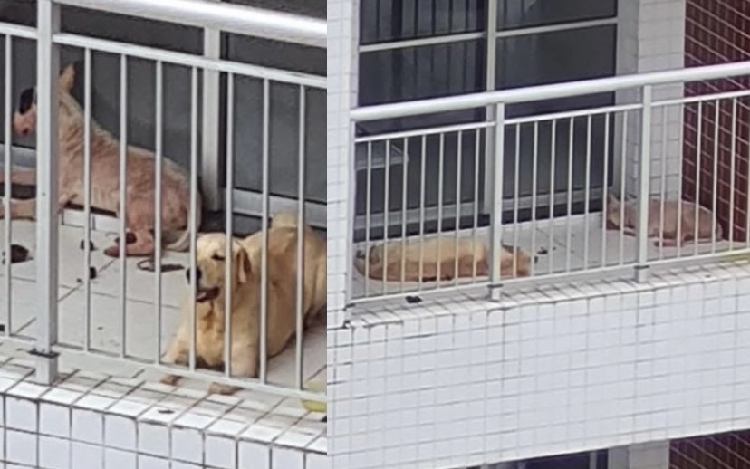Cachorros são abandonad0s e maltratad0s há vários dias em condomínio de luxo da Ponta Negra; veja