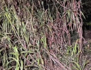 C4dáver é encontrado em área de mata na AM-010