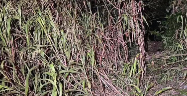 C4dáver é encontrado em área de mata na AM-010