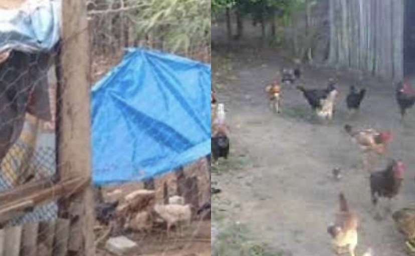 Patrão atrasa salário e decep4 mão de funcionário que furtou galinha pra comer