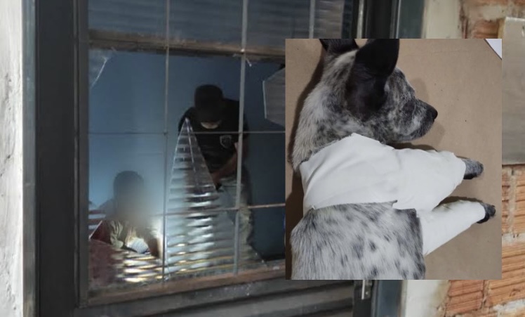 Revoltante: ’machão’ espanc4 a própria esposa e ainda quebr4 as patas do cachorrinho dela em Manaus; veja