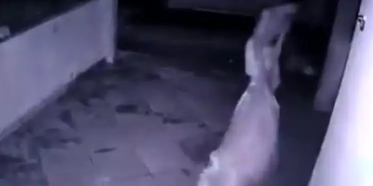 Pedreiro é flagrado arrastando corpo da companheira assassinad4 na frente dos filhos