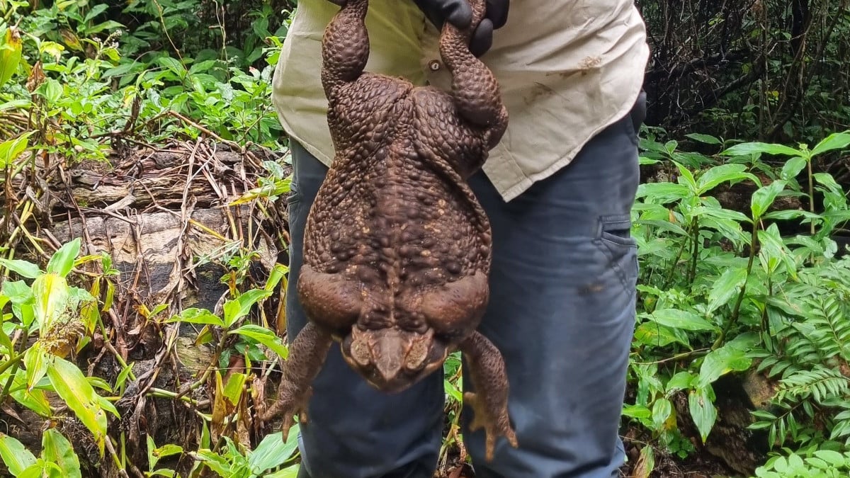 Sapo-cururu de 2,7 kg é descoberto e surpreende comunidade científica