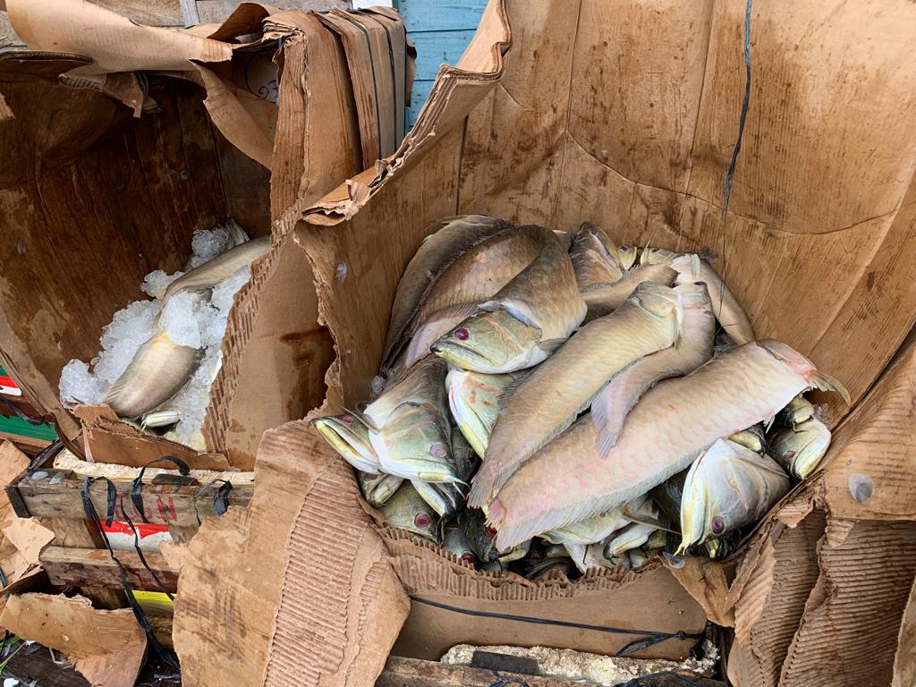 Pescado ilegal: quase 2 toneladas de Aruanã são apreendidas na feira da Panair 